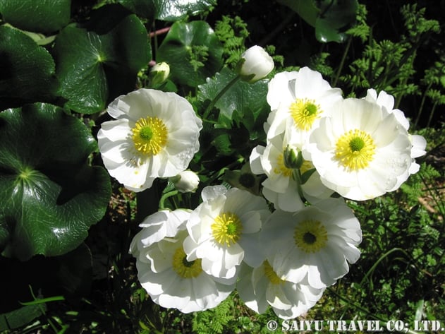 ニュージーランドに白色と黄色の花が多い理由