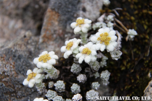 サウスアイランド エーデルワイス South Island Edelweiss 世界の花だより