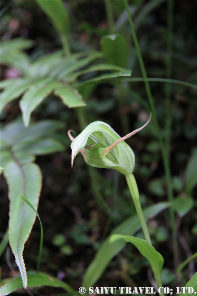 グリーンフード・オーキッド（Greenhood orchid）