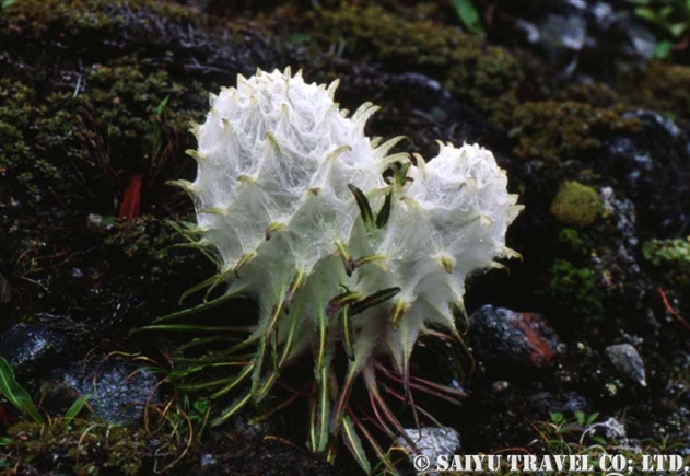 ワタゲ・トウヒレン（Saussurea gossypiphora）