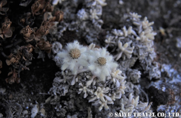 ネパールの花 世界の花だより ネパールの花 世界の花だより
