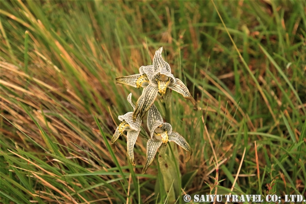 クロラエア・マゲラニカ（Chloraea magellanica）