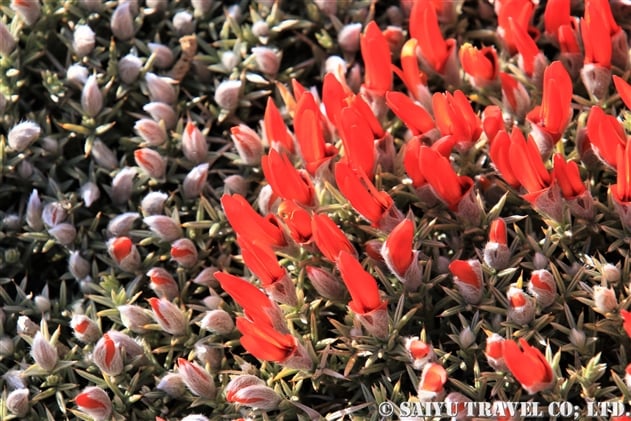 南米の花 世界の花だより