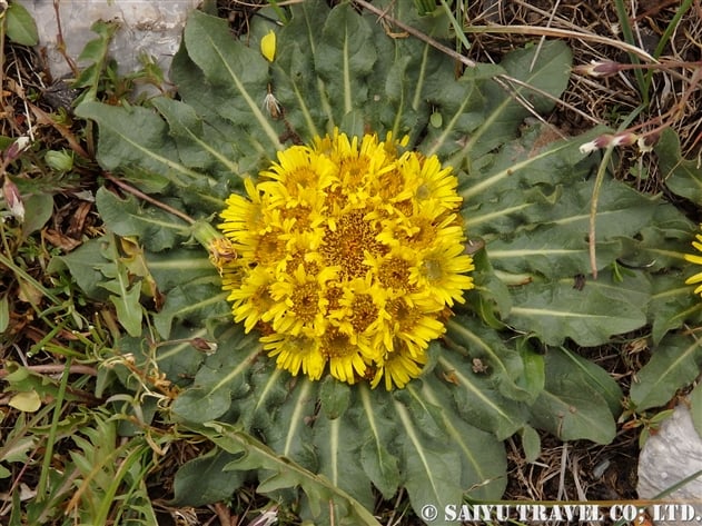 イヌラ・リゾケファラ（Inula rhizocephala）