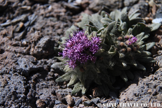 チベットの花 世界の花だより