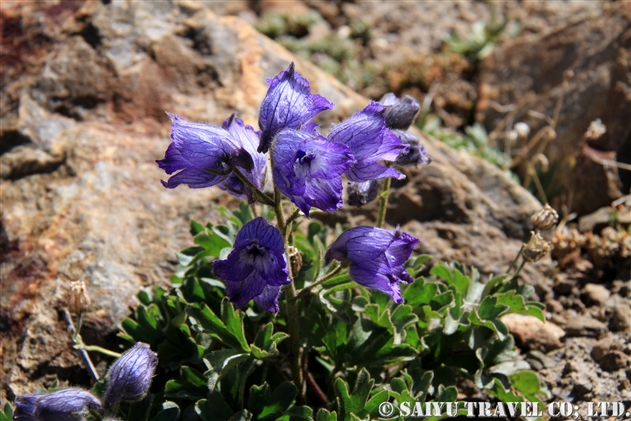 デルフィニウム カシメリアヌム Delphinium Cashmerianum 世界の花だより