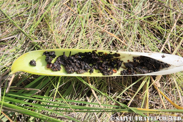 食虫植物 ブロッキニア（Brocchinia hectioides） Brocchinia reducta - ブロッキニア・カトプシス