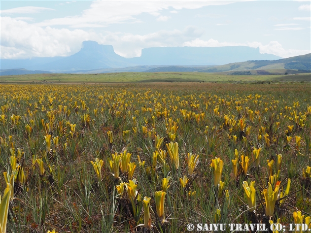 食虫植物 ブロッキニア（Brocchinia hectioides） Brocchinia reducta - ブロッキニア・カトプシス