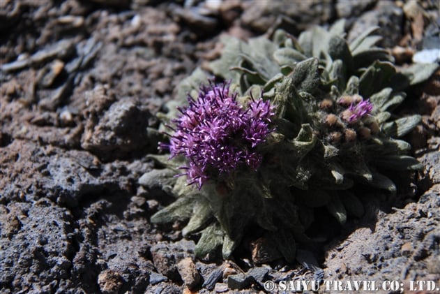 サウスレア・グナファロデス（Saussurea gnaphalodes）