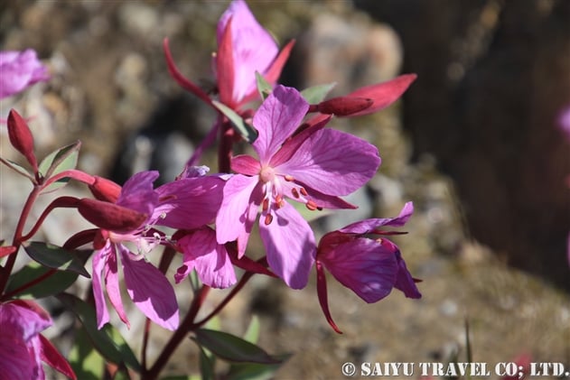 ヒメヤナギラン（Chamaenerion latifolium）