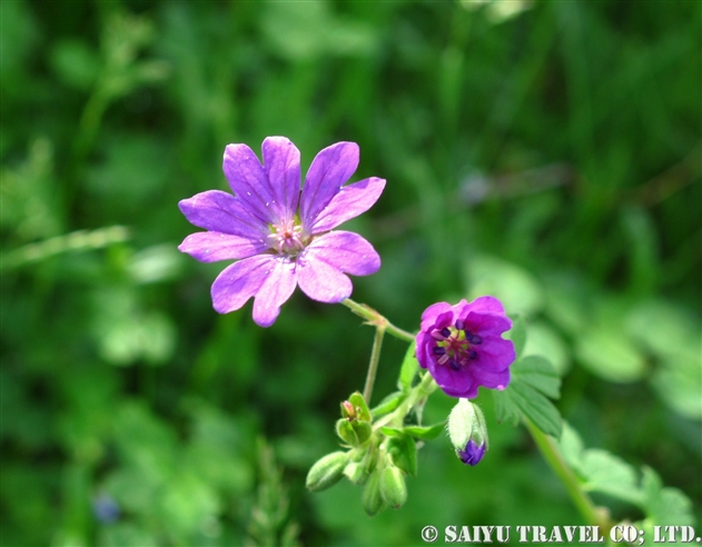 ゲラニウム ピレナイクム Geranium Pyrenaicum 世界の花だより