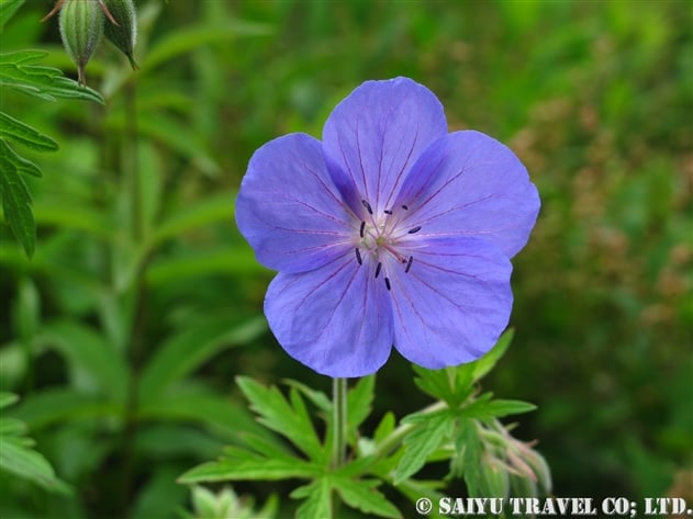 チシマフウロ Geranium Erianthum 世界の花だより