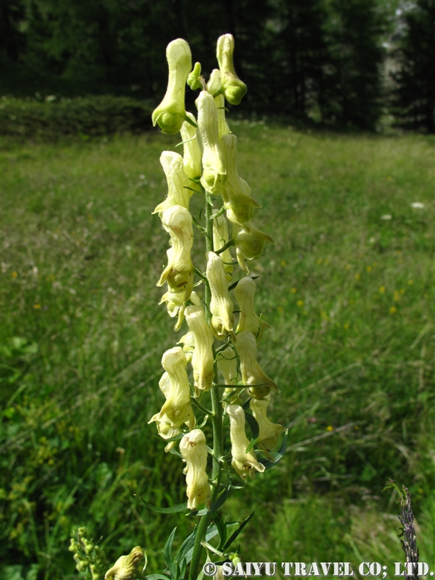 リコクトヌム トリカブト Aconitum Lycoctonum 世界の花だより