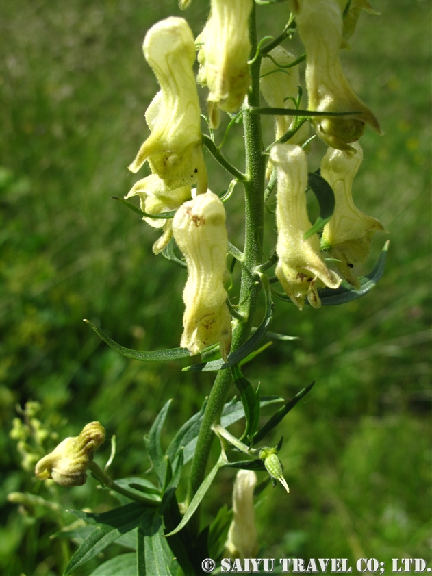 リコクトヌム トリカブト Aconitum Lycoctonum 世界の花だより