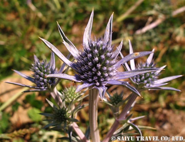 エリンジウム・ブルガティ（Eryngium bourgatii）