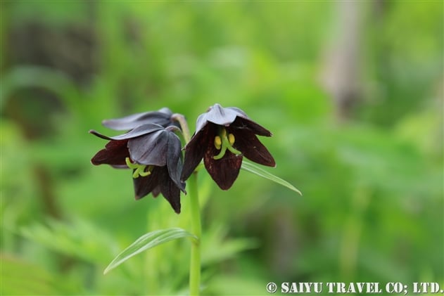 エゾクロユリ（蝦夷黒百合：Fritillaria camschatcensis）