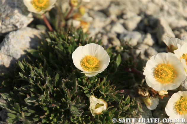 グラキアリス・キンポウゲ（Ranunculus glacialis）