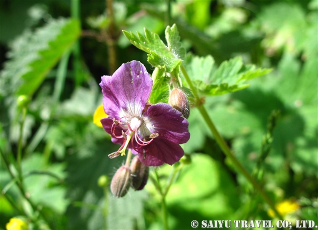 ゼラニウム・ファエウム（Geranium phaeum）