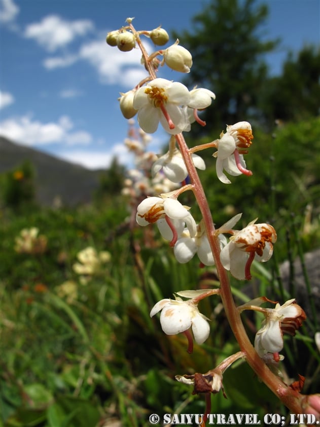 ロトゥンディフォリア・イチヤクソウ（Pyrola rotundifolia）