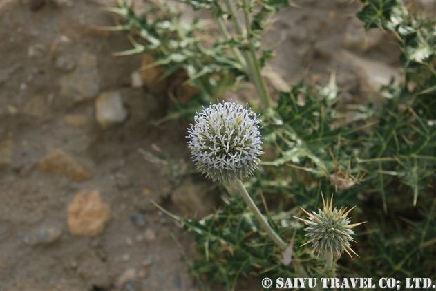 アジアの花 世界の花だより