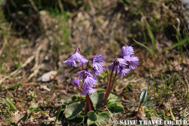 イワカガミダマシ（Soldanella alpina）