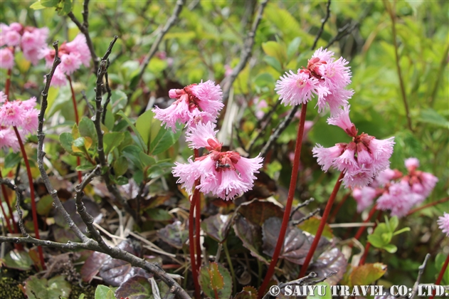 イワカガミ（Schizocodon soldanelloides）