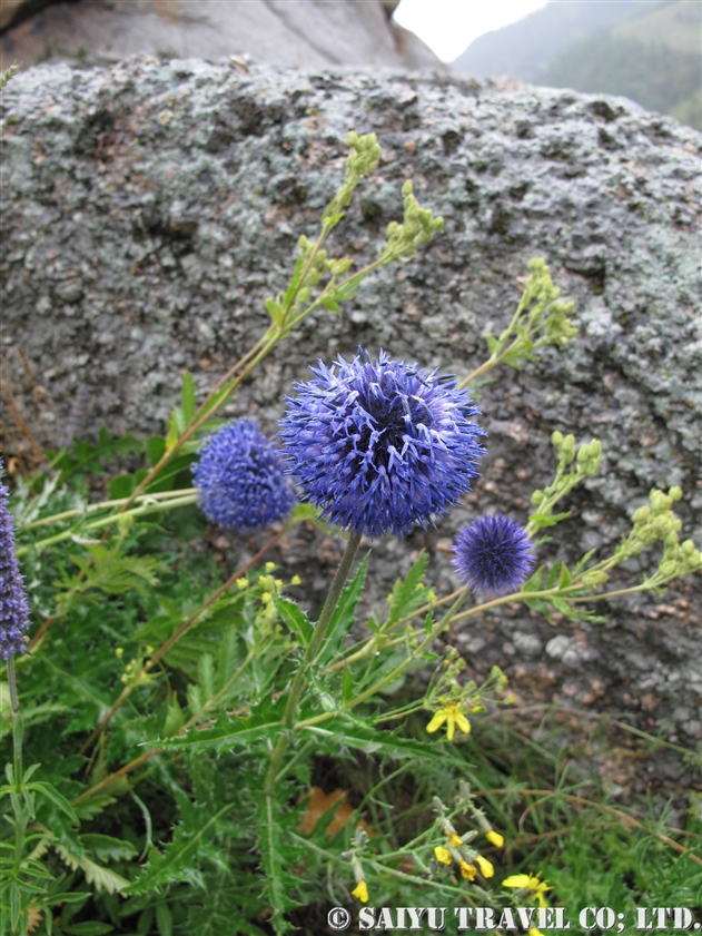 オクルリヒゴタイ（Echinops latifolius Tausch）