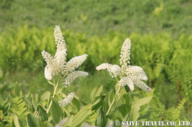 コバイケイソウ（Veratrum stamineum）