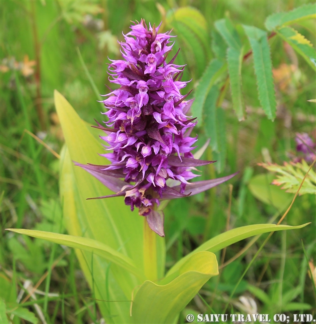 ハクサンチドリ（Dactylorhiza aristata）