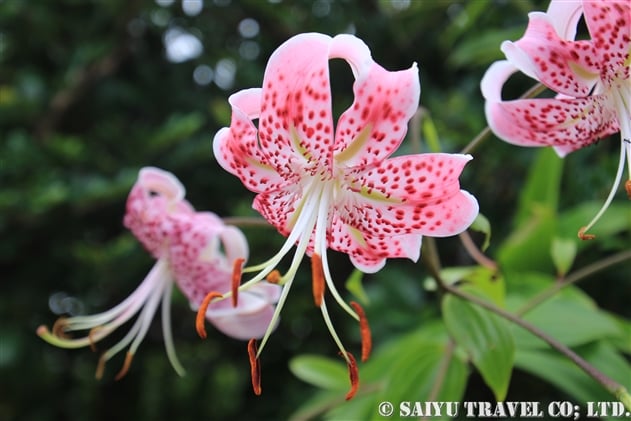 カノコユリ（鹿の子百合：Lilium speciosum）