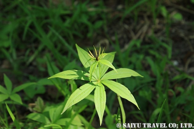 クルマバツクバネソウ（Paris verticillata）