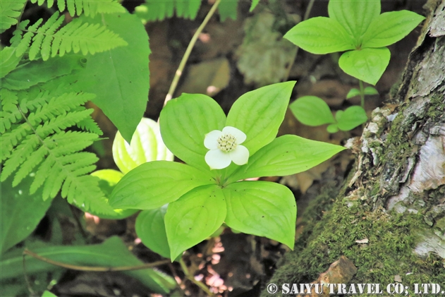 ゴゼンタチバナ（Cornus canadense）