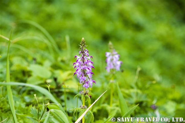 レブンシオガマ（Pedicularis chamissonis var rebunensis）