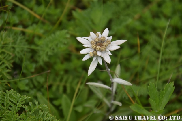 エゾウスユキソウ 世界の花だより