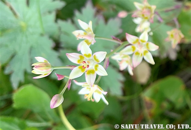 被子植物 単子葉類 世界の花だより