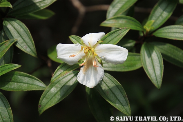 ノボタン科 世界の花だより