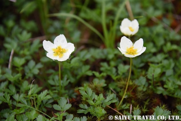 チングルマ（Sieversia pentapetala）