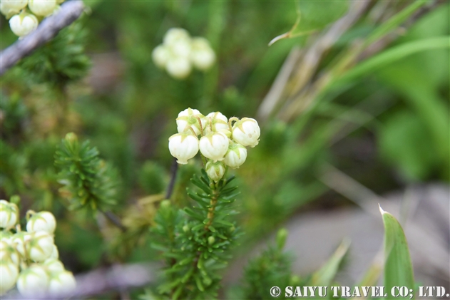 アオノツガザクラ（青の栂桜：Phyllodoce aleutica）