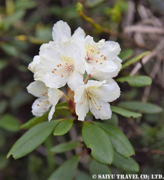 キバナシャクナゲ 黄花石楠花 Rhododendron Aureum 世界の花だより