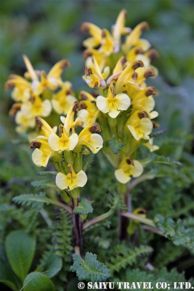 キバナシオガマ（黄花塩竃：Pedicularis oederi）