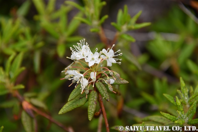 エゾイソツツジ（蝦夷磯躑躅：Ledum palustre ssp.diversipilosum）