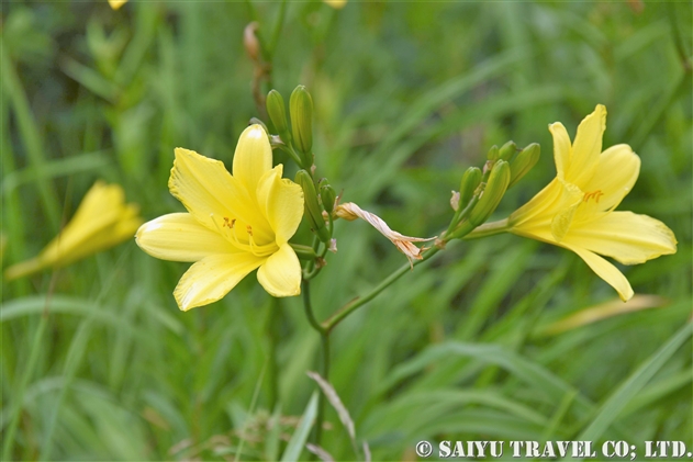 エゾキスゲ（蝦夷黄菅：H. lilioasphodelus var. yezoensis）