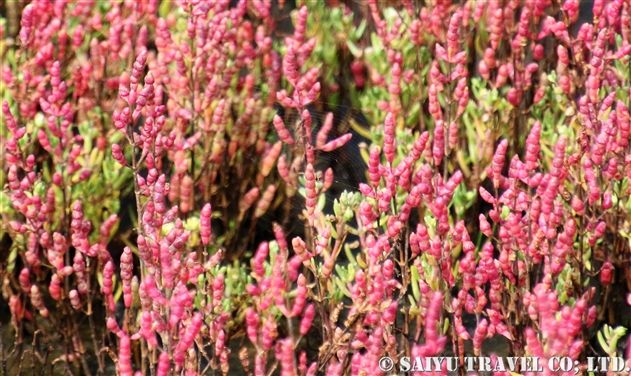 アッケシソウ 厚岸草 Salicornia Europea 世界の花だより