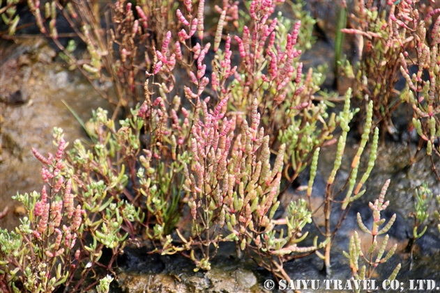 アッケシソウ 厚岸草 Salicornia Europea 世界の花だより