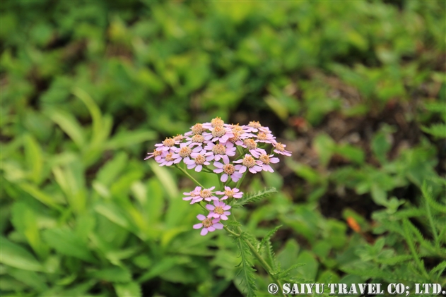 キタノコギリソウ（北鋸草：Achillea alpina subsp. japonica）