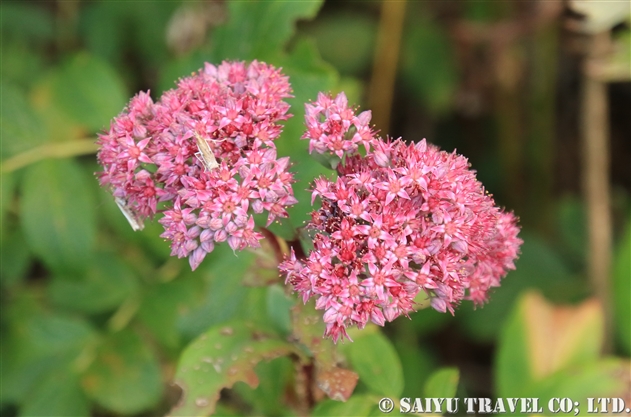 ムラサキベンケイソウ（紫弁慶草：Hylotelephium pallescens）