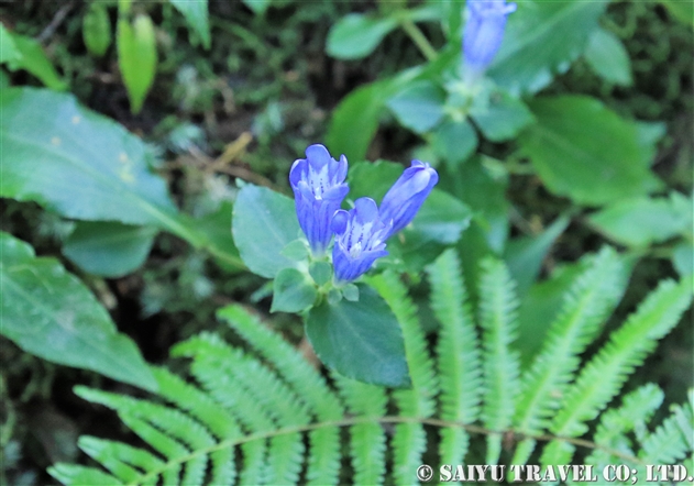 リンドウ属 世界の花だより