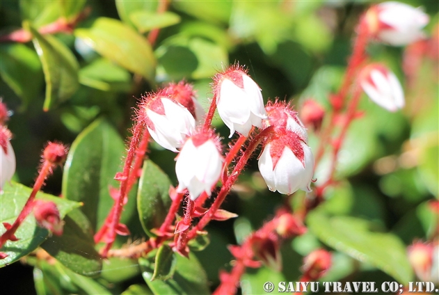 アカモノ（赤物：Gaultheria adenothrix）