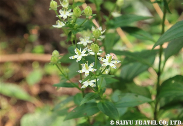 アケボノソウ（曙草：Swertia bimaculata)