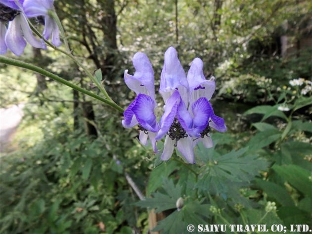 トリカブト属 Aconitum 世界の花だより